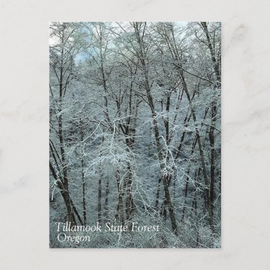 Winter im Tillamook Staat Forest, Oregon Postkarte (Vorderseite)