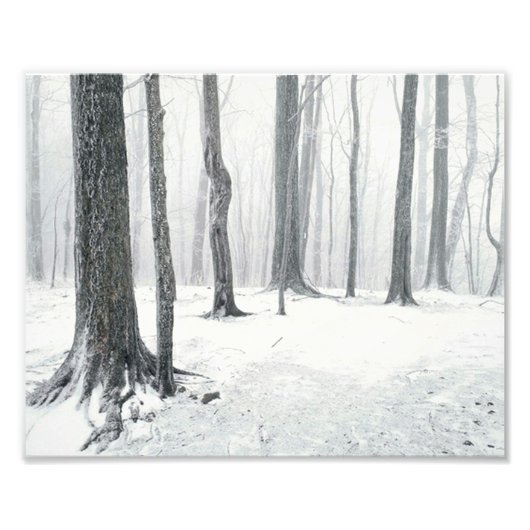 Winter im Wald Fotodruck (Vorne)