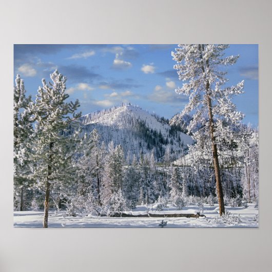 Winter im Yellowstone Nationalpark, Wyoming Poster (Vorne)