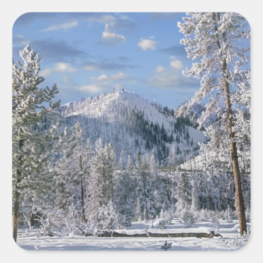 Winter im Yellowstone Nationalpark, Wyoming Quadratischer Aufkleber (Vorderseite)