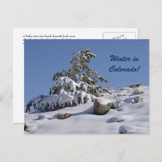 Winter in Colorado Postkarte (Vorne/Hinten)