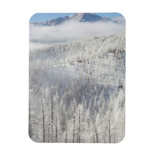 Winter in Pike National Forest Magnet (Vertikal)