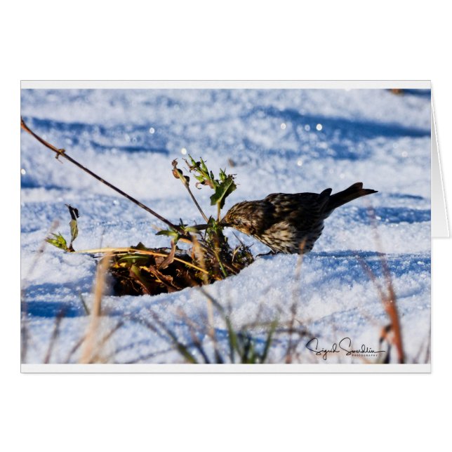 Winter ist die schwere Zeit für Vögel (Vorderseite (Horizontal))