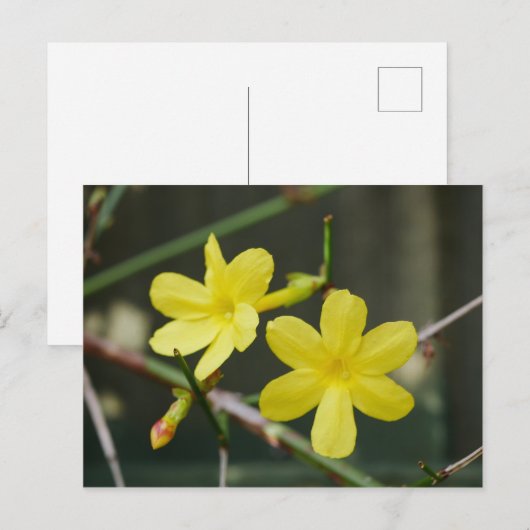 Winter Jasmine Blume Postkarte (Vorne/Hinten)