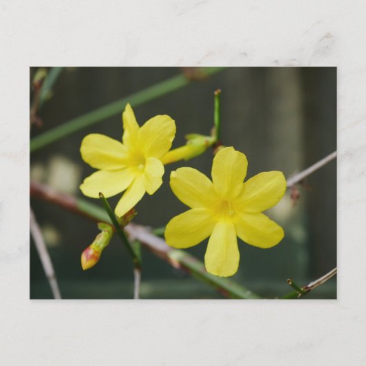 Winter Jasmine Blume Postkarte (Vorderseite)