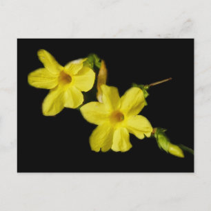 Winter Jasmine Postcard Postkarte