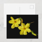 Winter Jasmine Postcard Postkarte (Vorne/Hinten)