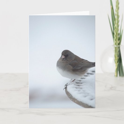 Winter Junco Karte (Vorderseite)