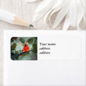 Winter Kardinal (Insitu)