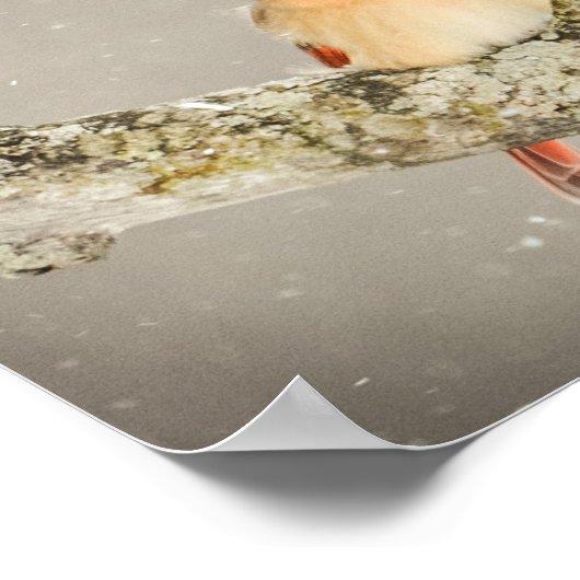 Winter Kardinal Bird Poster (Ecke)