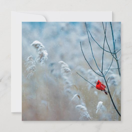 Winter Kardinal Einladung (Vorderseite)