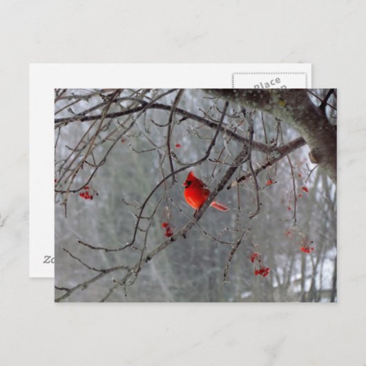 Winter Kardinal Postkarte (Vorne/Hinten)