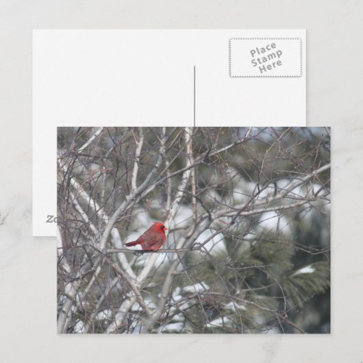 Winter Kardinal Postkarte (Vorne/Hinten)