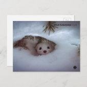 Winter - Kurz-geschliffenes Weasel Postkarte (Vorne/Hinten)