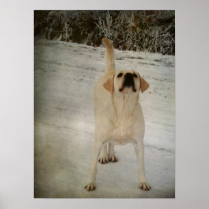 Winter Labrador Poster