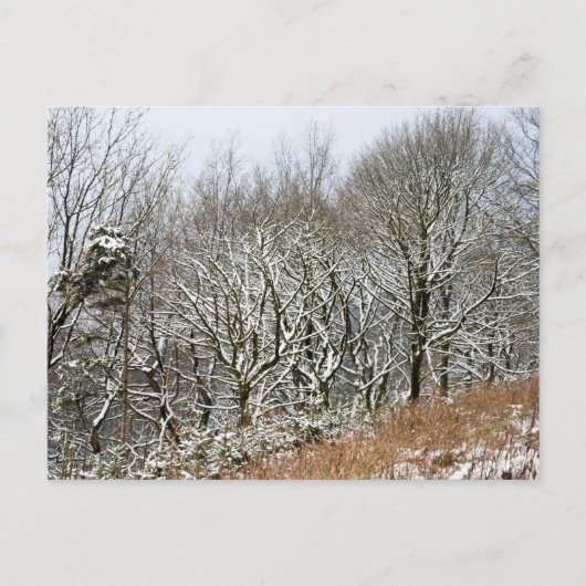 Winter Macclesfield Forest Card Postkarte (Vorderseite)