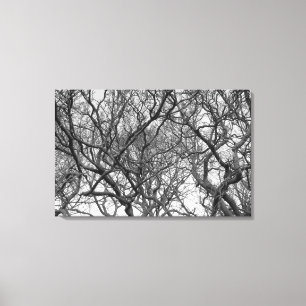 Winter Magnolia Branchen im Frühjahr B&W Leinwanddruck