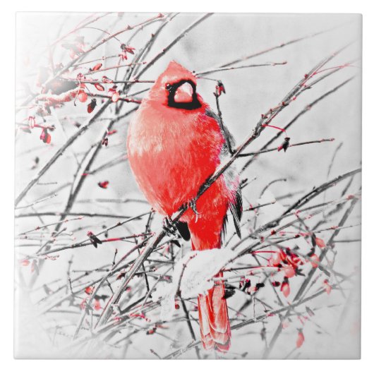 WINTER-MANNESKardinal Fliese (Vorderseite)