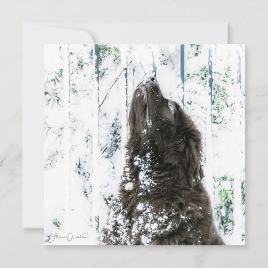 Winter-Märchenland Feiertagskarte (Vorderseite)