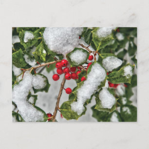 Winter - Mit Eis überzogene Stechpalme Postkarte