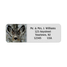Winter Mule Deer Nah-up