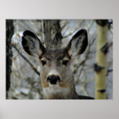 Winter Mule Deer Nah-up Poster (Vorne)