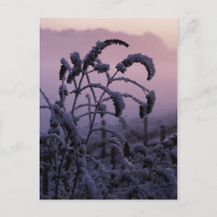 Winter, Norfolk, England - Postkarte