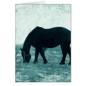 Winter Percheron (Vorne)