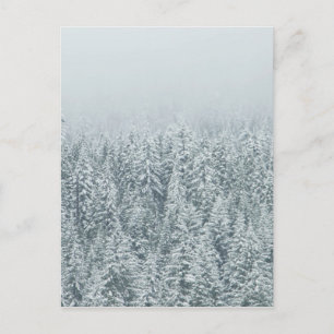 Winter Pines Postkarte