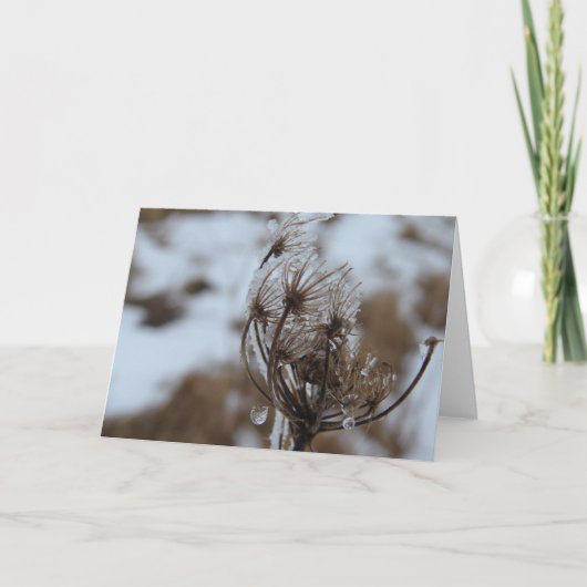Winter Queen Anne's Lace Karte (Vorderseite)