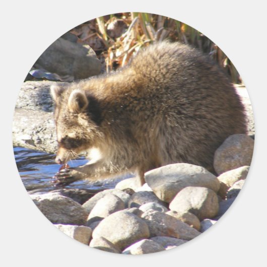 Winter Raccoon ~ Aufkleber (Vorderseite)