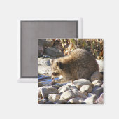 Winter Raccoon ~ Magnet (Vorderseite/Rückseite)