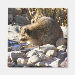 Winter Raccoon ~ Magnet