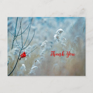 Winter Red Kardinal Snow Foto Vielen Dank Postkarte