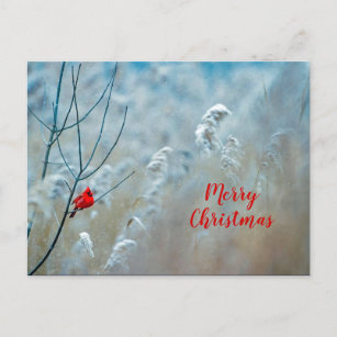 Winter Red Kardinal Snow Foto Weihnachten Postkarte