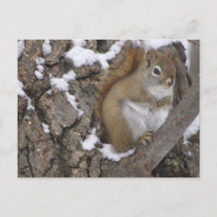Winter Red Squirrel Postkarte