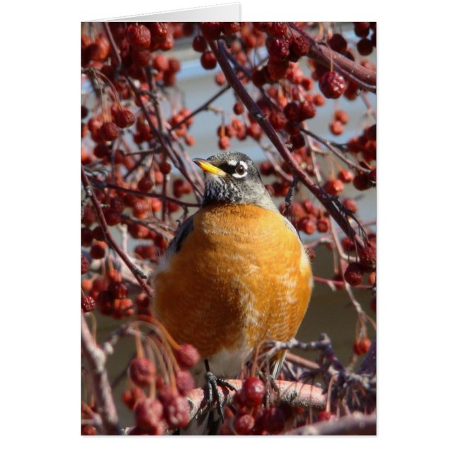 Winter Robin (Vorne)