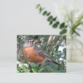 Winter Robin Postcard Postkarte (Stehend Vorderseite)