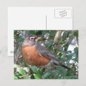 Winter Robin Postcard Postkarte (Vorne/Hinten)