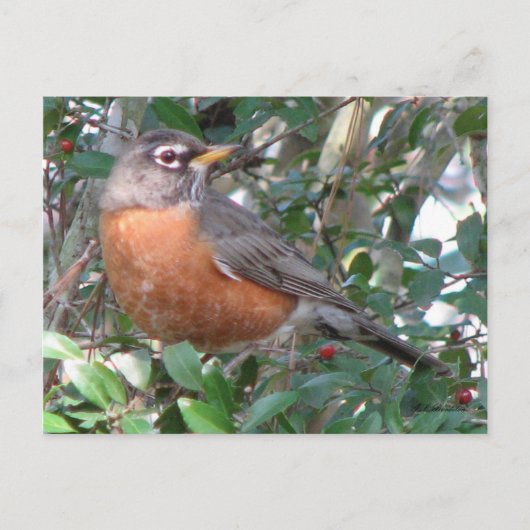 Winter Robin Postcard Postkarte (Vorderseite)