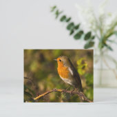 Winter Robin Postcard Postkarte (Stehend Vorderseite)