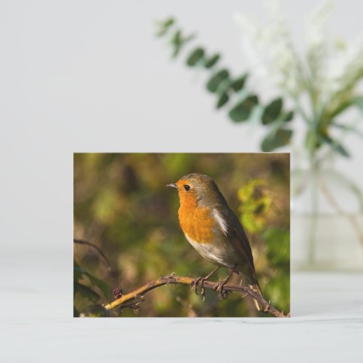 Winter Robin Postcard Postkarte (Stehend Vorderseite)