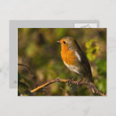 Winter Robin Postcard Postkarte (Vorne/Hinten)