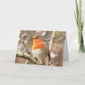 Winter Robin RedBrust Karte (Vorderseite)