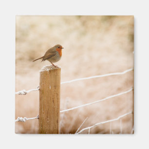 Winter Robin RedBrust Magnet