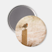 Winter Robin RedBrust Magnet (Vorderseite/Rückseite)
