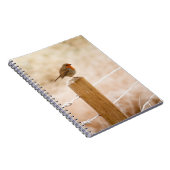 Winter Robin RedBrust Notizblock (Rechte Seite)