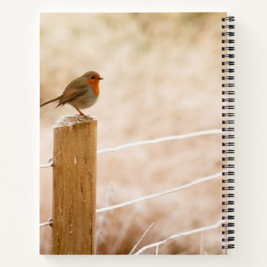 Winter Robin RedBrust Notizblock (Rückseite)