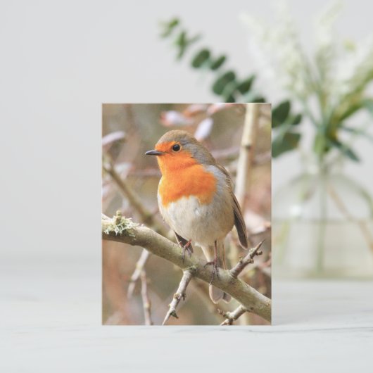 Winter Robin RedBrust Postkarte (Stehend Vorderseite)