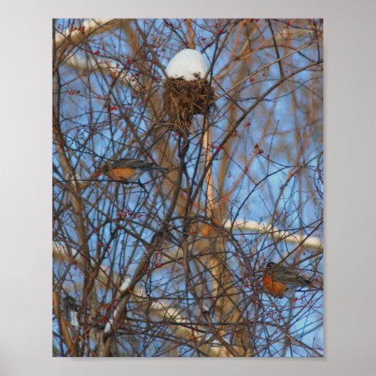 Winter Robins Snowy Nest Poster (Vorne)